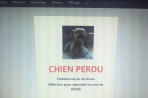 Chien