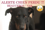 Chien