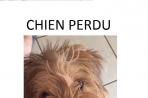 Chien